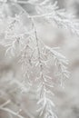 First frost in autumn park. Early morning in november. Asparagus plant Royalty Free Stock Photo