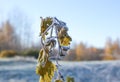 First frost in autumn park. Morning in november. Royalty Free Stock Photo