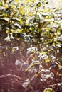 First frost in autumn park. Early morning in november. Wet branches in rime Royalty Free Stock Photo