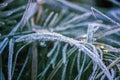 First frost in autumn park. Early morning in november. Wet branches in rime Royalty Free Stock Photo