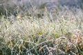 First frost in autumn park. Early morning in november. Wet branches in rime Royalty Free Stock Photo