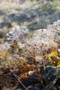 First frost in autumn park. Morning in november. Royalty Free Stock Photo