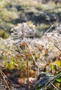 First frost in autumn park. Morning in november. Royalty Free Stock Photo