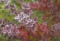 First frost - close up rime frozen autumn leaves red pink berbe Royalty Free Stock Photo