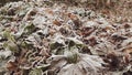 The first frost covered the forest leaves with frost