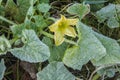 The first frost in the garden with a pumpkin Royalty Free Stock Photo