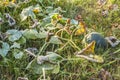 The first frost in the garden with a pumpkin Royalty Free Stock Photo