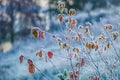 Last leaves hanging on a frosty twing Royalty Free Stock Photo