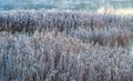 Frost on reeds near lake Royalty Free Stock Photo