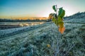 First frost, last leaves