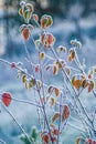 first frost on fall leaves