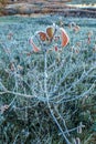 first frost on grass tree near lake, beautiful nature detail