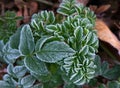 First frost on leaves of Angelica pachycarpa Royalty Free Stock Photo