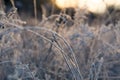 The first frost in the mountain forest Kiev Royalty Free Stock Photo