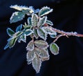 First frost on plant leaves