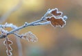 First frost of the season Royalty Free Stock Photo