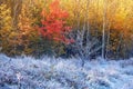 First frost. A small tree without leaves in a field covered with frost. In the background there are trees with golden and red Royalty Free Stock Photo