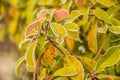 First frost and snow on the leaves - 3 Royalty Free Stock Photo