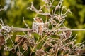 First frost and snow on the leaves - 6 Royalty Free Stock Photo