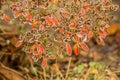 First frost and snow on the leaves - 1 Royalty Free Stock Photo