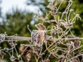 First frost and snow on the leaves - 9 Royalty Free Stock Photo