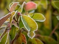 First frost and snow on the leaves - 7 Royalty Free Stock Photo