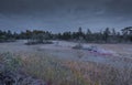 The first frost in the swamp. Karelian isthmus. Russia