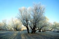 First frost tree, frost