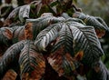 First Frost on autumn leaves