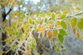 First frost on the yellow birch leaves Royalty Free Stock Photo