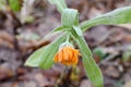 First frosts. Garden flowers are covered with frost.