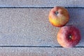 The first frosts in late autumn. the apples were covered with frost Royalty Free Stock Photo