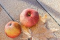 The first frosts in late autumn. the apples were covered with frost Royalty Free Stock Photo