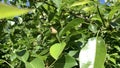 The first fruits of the pear tree. The fruit tree begins to grow pears.