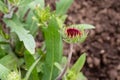 First gallardia bloom is opening up