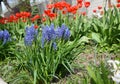 First garden spring bulbous flowers blue muscari or grape hyacinth also known as bluebells or bluebonnets with red tulips in the Royalty Free Stock Photo