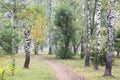 The first gentle autumn fog in the park early in the morning Royalty Free Stock Photo