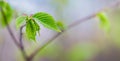 The first gentle light green leaves on the branch of hornbeam, the beginning of spring_