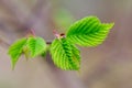 First gentle spring leaves on tree close up_