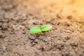 The first germinal green leaves of cucumbers close-up on the garden bed in the morning Royalty Free Stock Photo