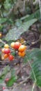 At first glance this fruit looks like a coffee fruit, but this fruit is a forest fruit that grows wild Royalty Free Stock Photo