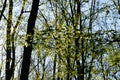 The first green beech leaves shimmer in the spring sun between bare leafless trees in the forest. Royalty Free Stock Photo