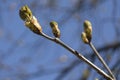 First green Chestnut leaves branches with sunlight
