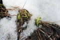 First green grass sprouts growing through melting snow