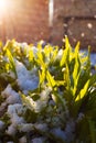 The first green grass sprouts under the snow in the morning sun close-up. the arrival of spring. seasonal changes in nature Royalty Free Stock Photo