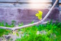 The first green leaves of the awakening grapes in spring, close-up. Blooming new grape buds Royalty Free Stock Photo