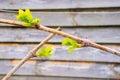 The first green leaves of the awakening grapes in spring, close-up. Blooming new grape buds Royalty Free Stock Photo