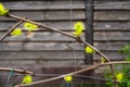 The first green leaves of the awakening grapes in spring, close-up. Blooming new grape buds Royalty Free Stock Photo