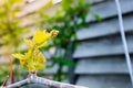 The first green leaves of the awakening grapes in spring, close-up. Blooming new grape buds Royalty Free Stock Photo