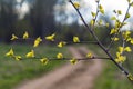 The first green leaves on the birch in spring